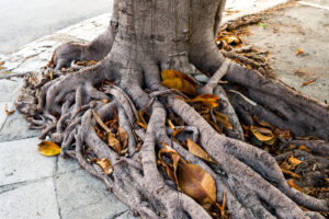 Read more about the article Tree roots in the sewer line